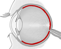 Netzhaut (Retina)