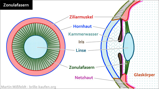 Zonulafasern im Auge - Befestigung der Augenlinse